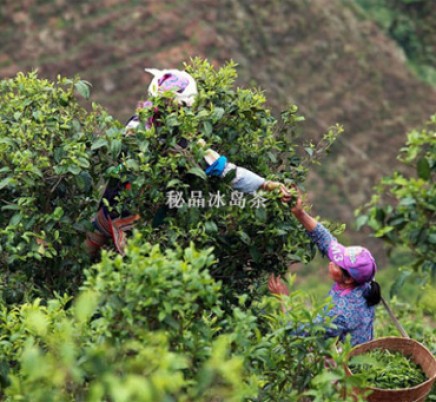Bing Dao 冰岛