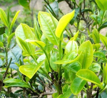 Bing Dao 冰岛