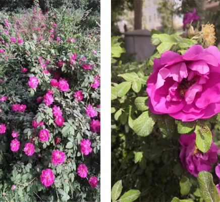 Rose damas