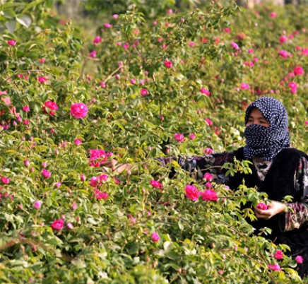 Rose damas