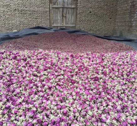 Rose damas