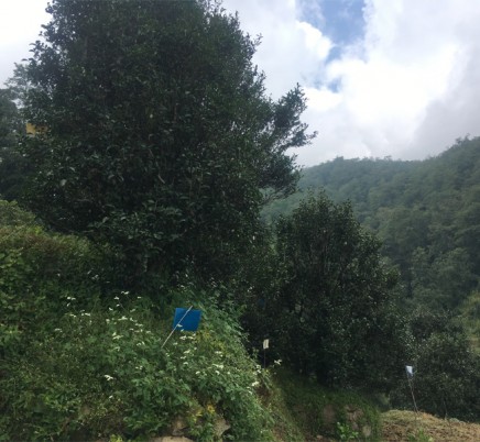 Bai Ying Shan 白莺山