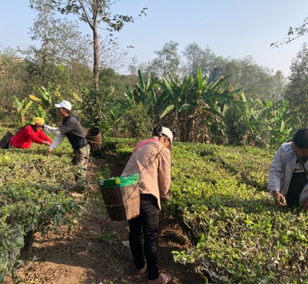 Organic Yunnan Green Tea (Dian Lv)