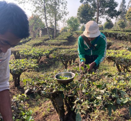 Organic Yunnan Green Tea (Dian Lv)