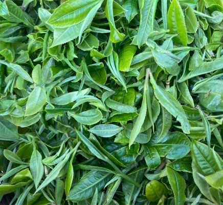 Organic Yunnan Green Tea (Dian Lv)