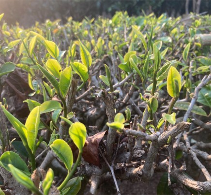 Organic Yunnan Green Tea (Dian Lv)