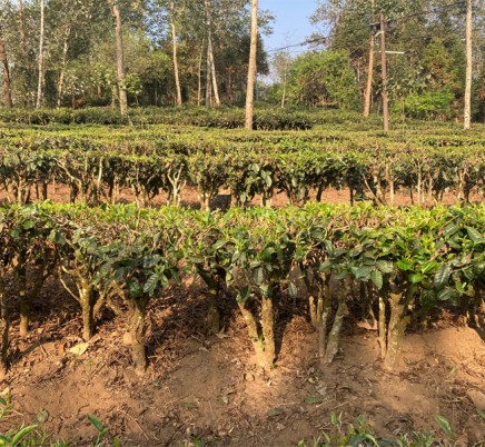 Organic Yunnan Green Tea (Dian Lv)