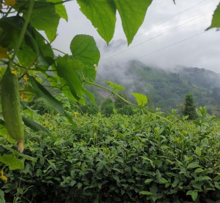 Organic Enshi Yu Lu