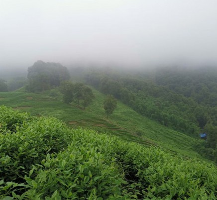 Organic Enshi Yu Lu
