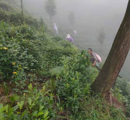 Organic Enshi Yu Lu