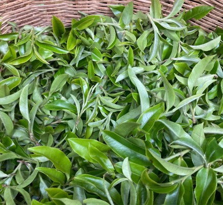 Huang Cao Ba Mao Er Duo Gong Cha 黄草坝猫耳朵贡茶