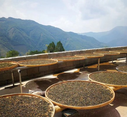 Huang Cao Ba Mao Er Duo Gong Cha 黄草坝猫耳朵贡茶