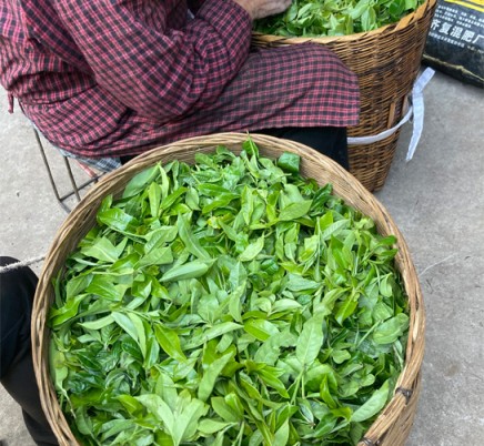 Ming Feng Shan 鸣凤山