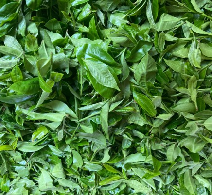 Ming Feng Shan 鸣凤山