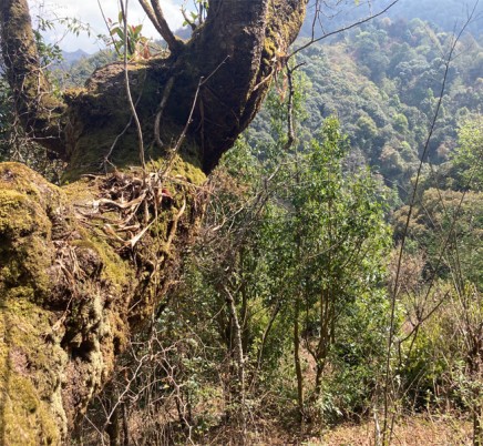 Da Xue Shan 大雪山
