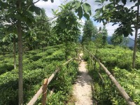 A Ceres Organic Tea Garden in West Hubei