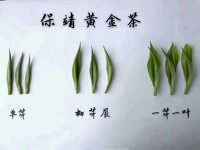 The Plucking Standard of Chinese Tea