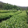 Organic Wuyi Shui Xian Oolong Tea