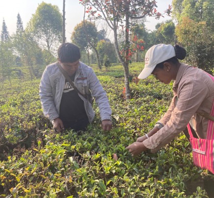 Organic Yunnan Green Tea (Dian Lv)