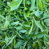 Organic Yunnan Green Tea (Dian Lv)