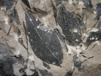 Fossil of ancient wild tea tree leaf