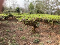 Harvesting of 2023 Organic Yunnan Teas