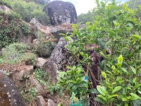 2023 Ma Tai 马台 Old Tree Puerh Tea Harvesting