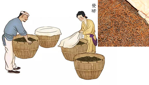 Fermentation of Keemun Black Tea