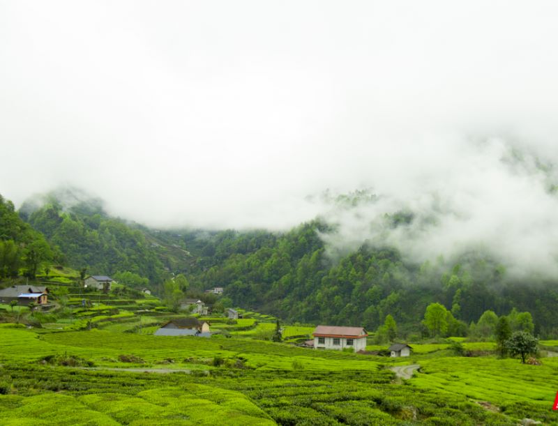 Organic Gunpowder Green Tea Garden 2