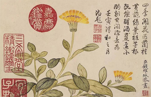 The marigold flower appreciated by Emperor Jia Qing