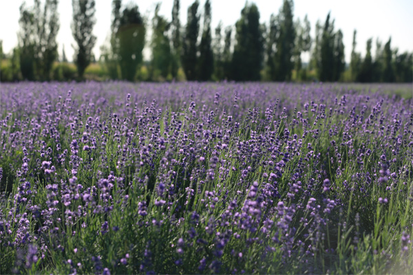 Xinjiang Lavender Garden 1
