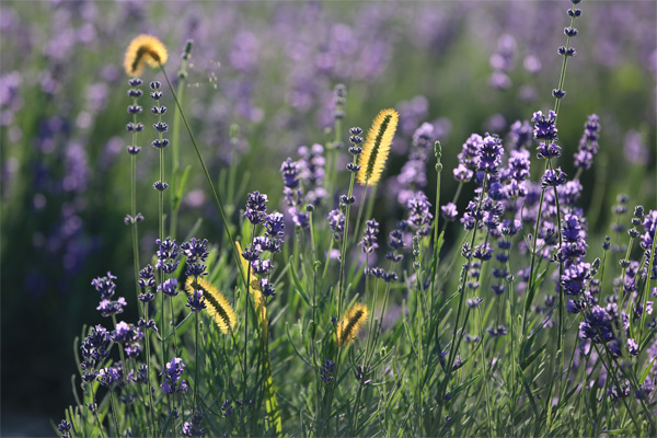 Xinjiang Lavender Garden 2