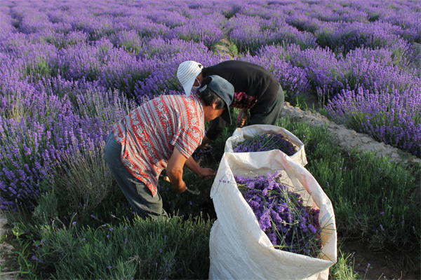 Xinjiang Lavender Garden 3
