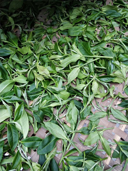 White Peony made from Mei Zhan tea cultivar 4