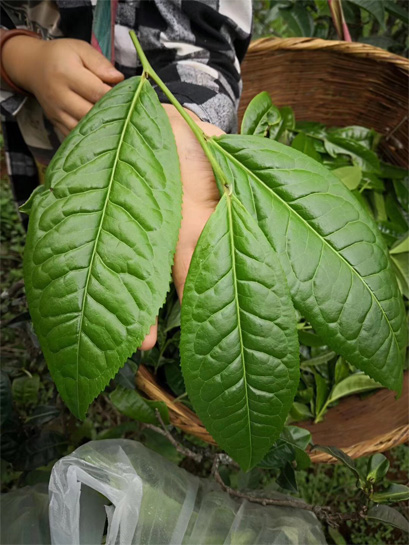Gigantic Yunnan Big Leaf Tea 1