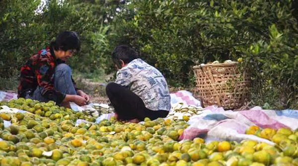 The harvesting of Cha Zhi Gan for Chenpi