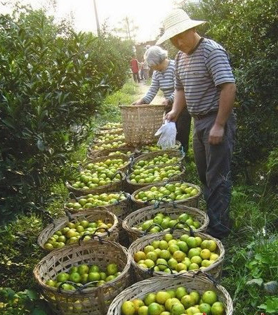 The harvesting of Cha Zhi Gan for Chenpi 2