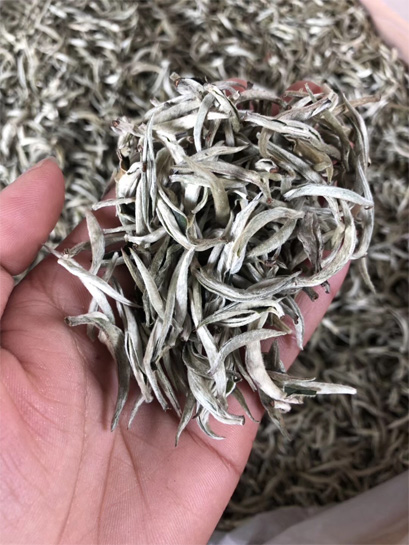 2019 crop Yunnan Silver Needle 