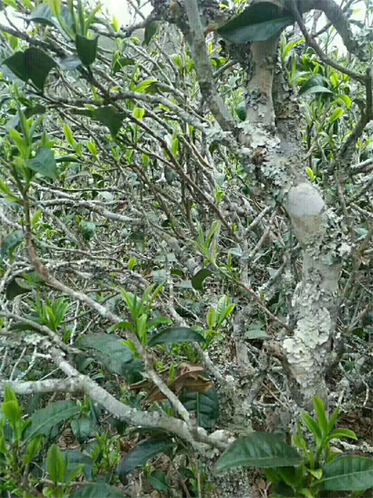 2019 Wuliangshan Old Tree Starts Plucking 