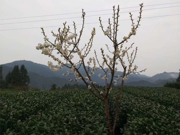 A High Mountain Tea Garden in middle of March 2019 2
