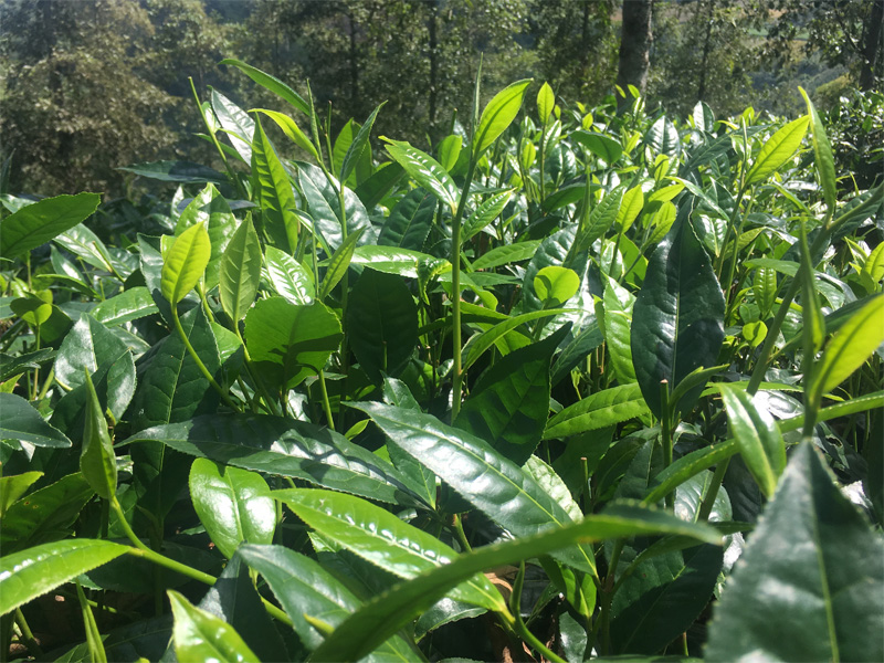 Changye Bai Hao Tea Cultivar of Yunnan Big Leaf Tea