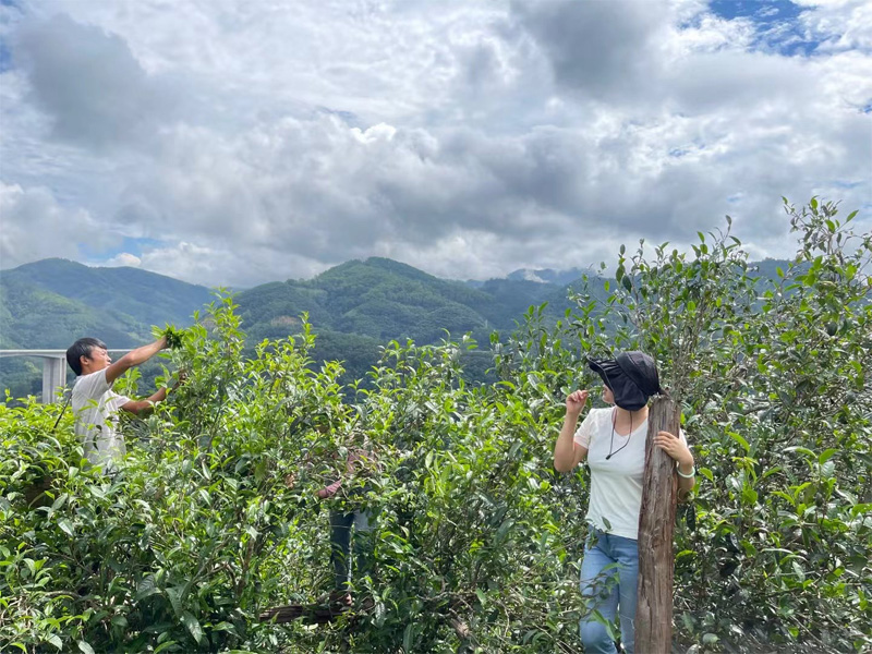 The Harvesting of Xigui Pu-erh 2021 Antumn Crop 3