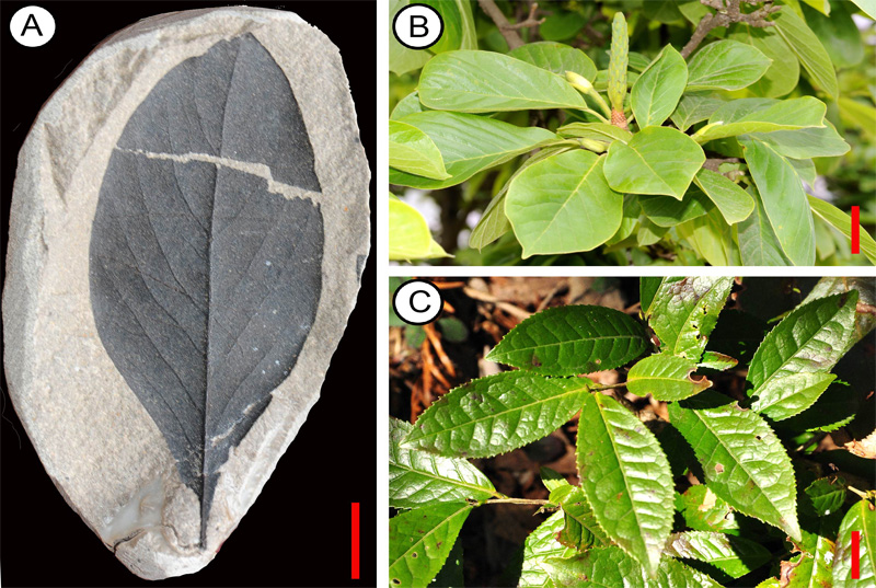 Fossil of ancient wild tea tree leaf 6