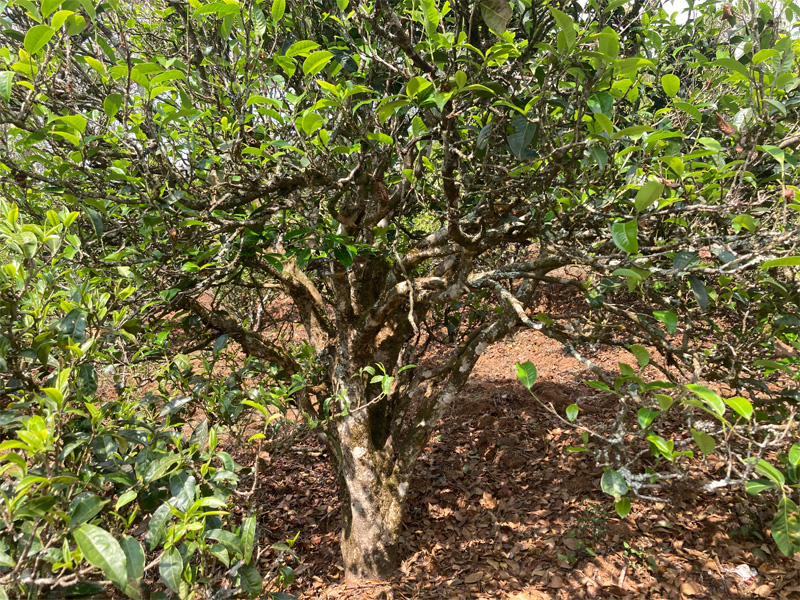 Ming Feng Shan Old Tree Sheng Pu-erh 1