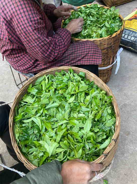 Ming Feng Shan Old Tree Sheng Pu-erh 11