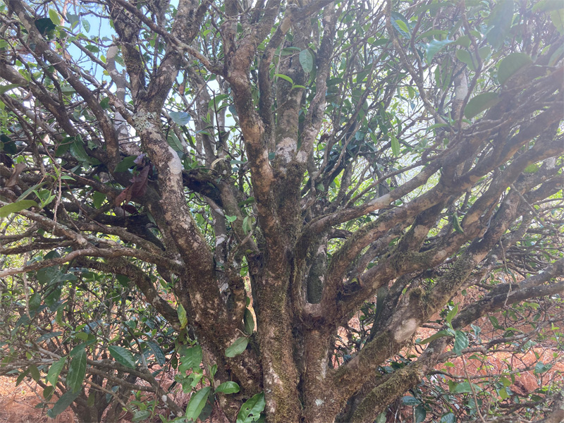 Ming Feng Shan Old Tree Sheng Pu-erh 4