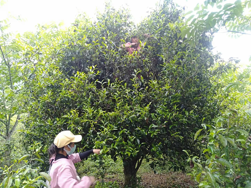 Ming Feng Shan Old Tree Sheng Pu-erh 7