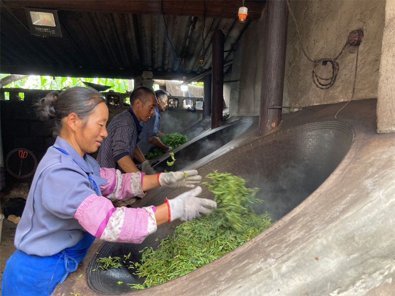 The Manufactuering of Real Old Tree Shu Pu-erh 15