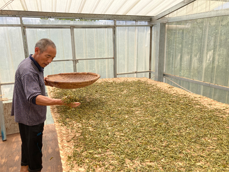 The Manufactuering of Real Old Tree Shu Pu-erh 21