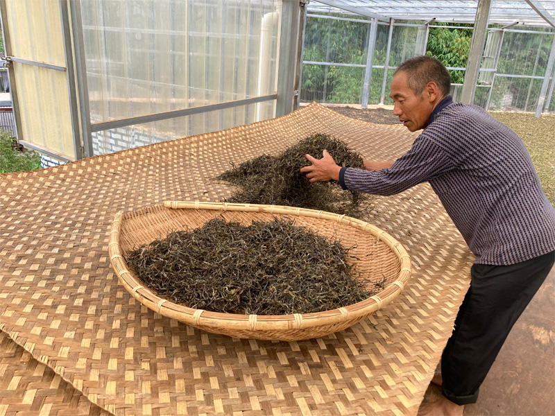 The Manufactuering of Real Old Tree Shu Pu-erh 28